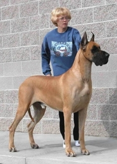 Great dane 2024 akc group